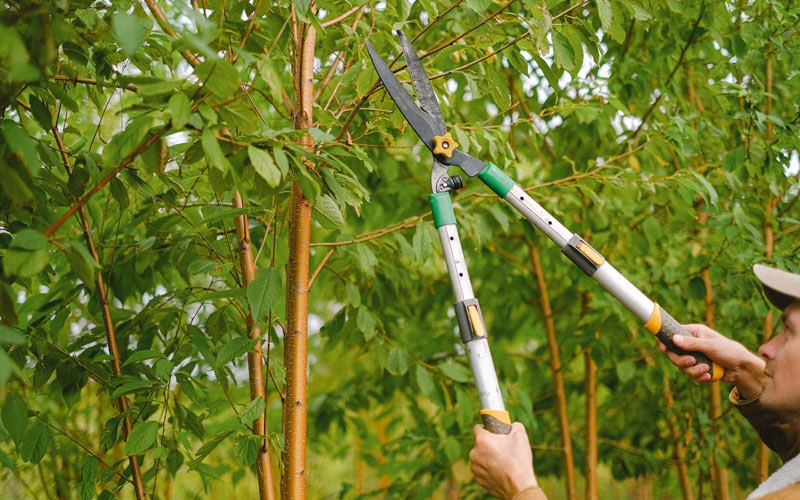Tree trimming in Millersport, OH
